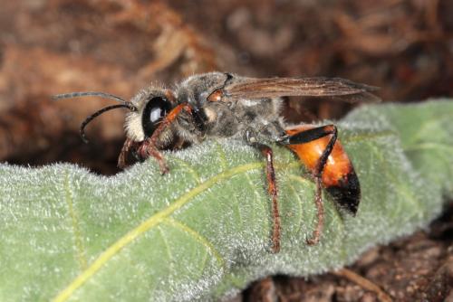 Sphex funerarius